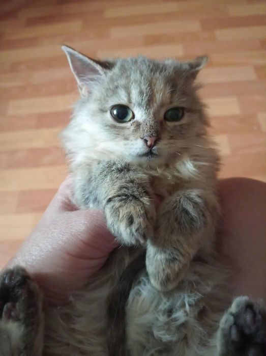Суми. Кошеня. Шукає родину маленька принцеса