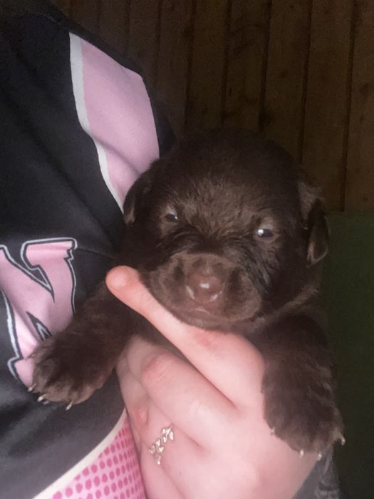 Oddam pieski gdańsk i okolice