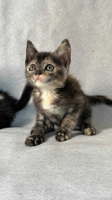 Ласковые котята ищут дом