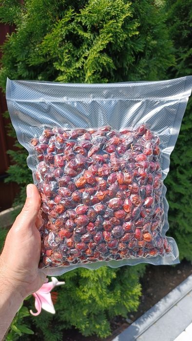 Шипшина сушена. Шипшина Карпати. Шиповник