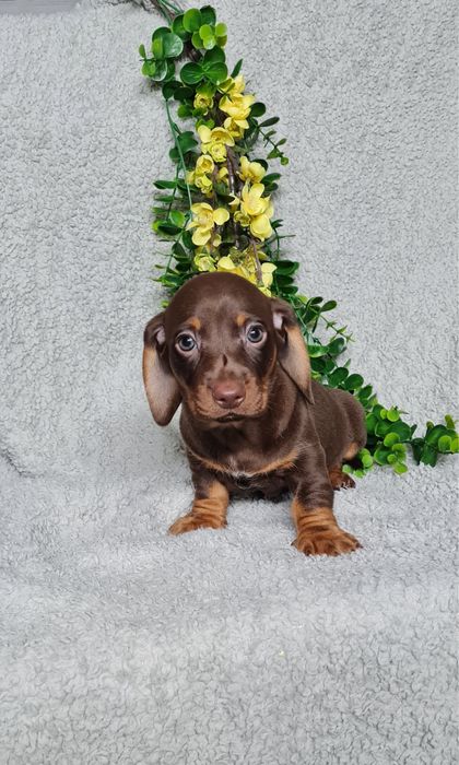 Teckel menina chocolate tan de Qualidade