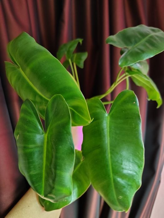 Рослини з власної коллекціі