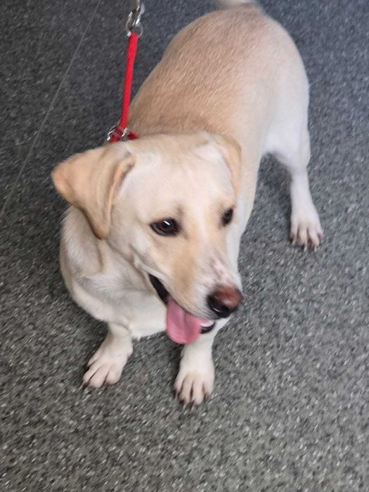 Sonia  to 13 kg  wersja labradora kochana sunia. Uratowana w Bułgarii