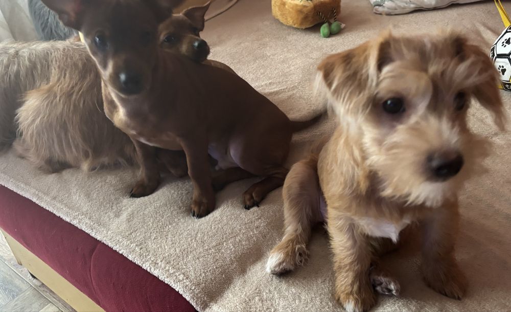 Pieski szukają domków