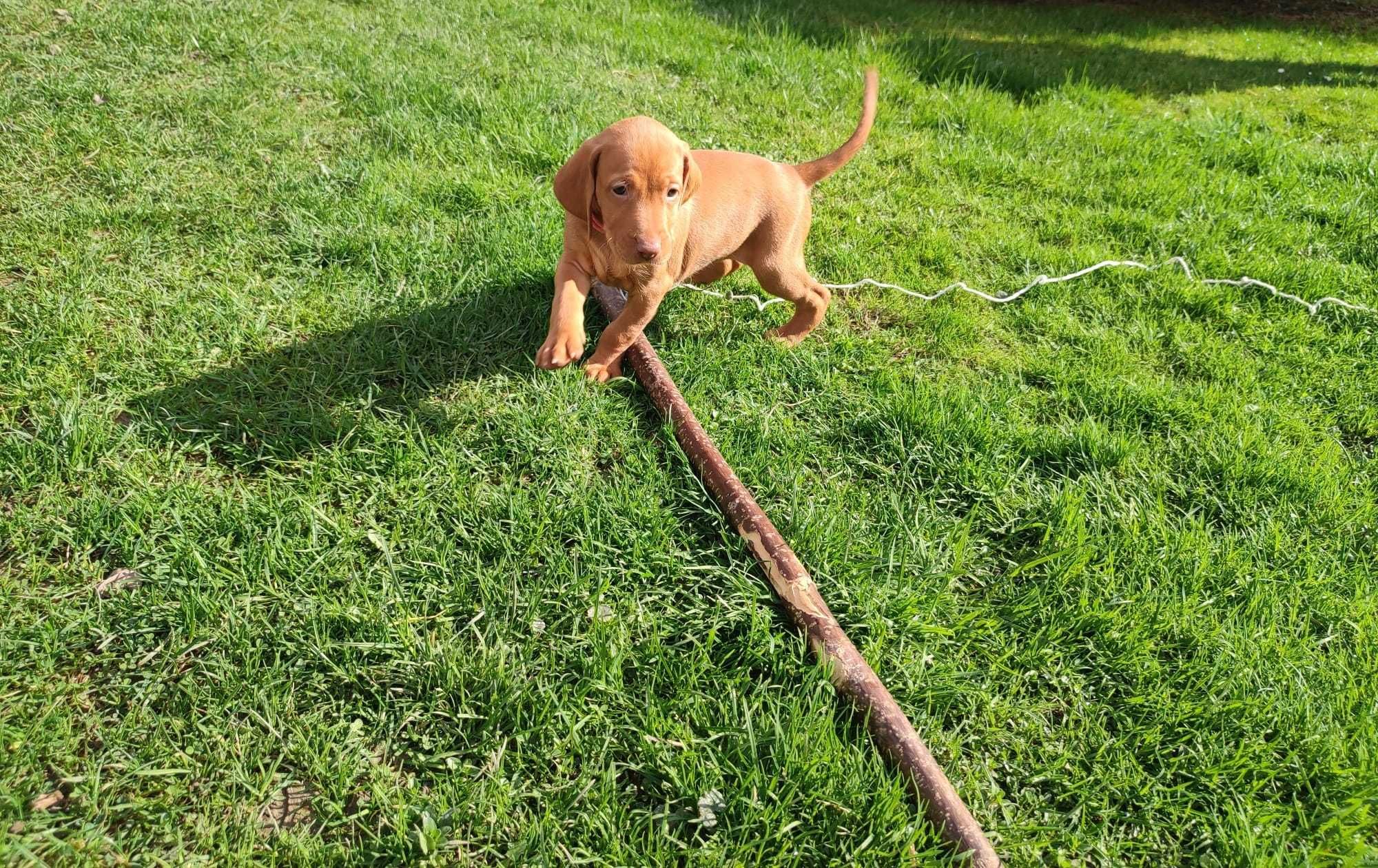 Wyżeł węgierski, vizsla- suczka