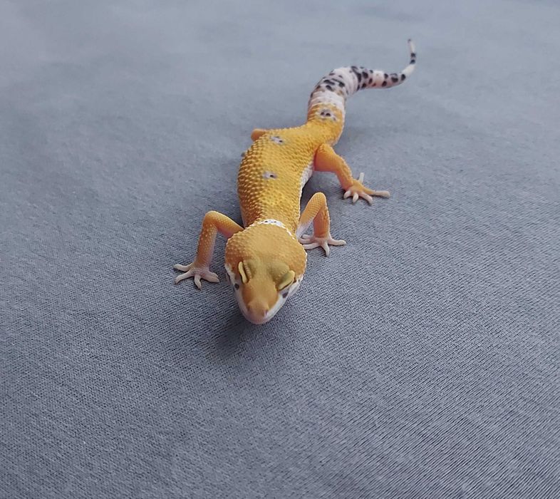 Gekon lamparci - samica