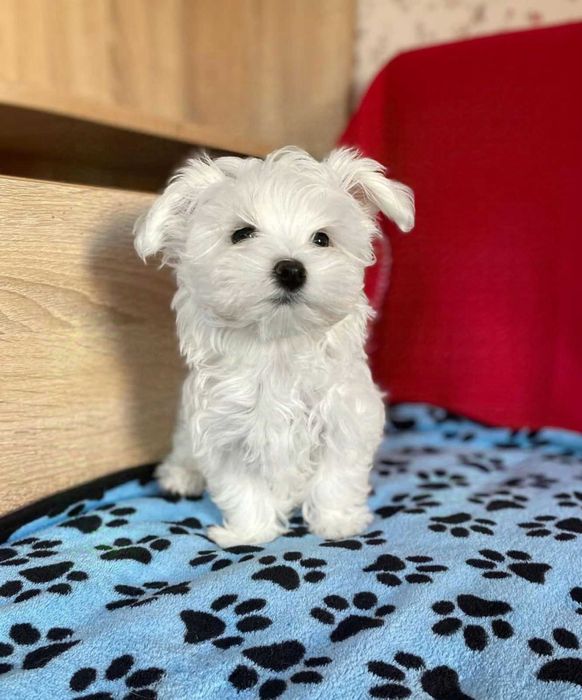 хлопчики  мальтезе КСУ