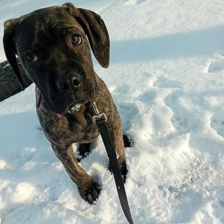 Pies Cane Corso dziewczynka