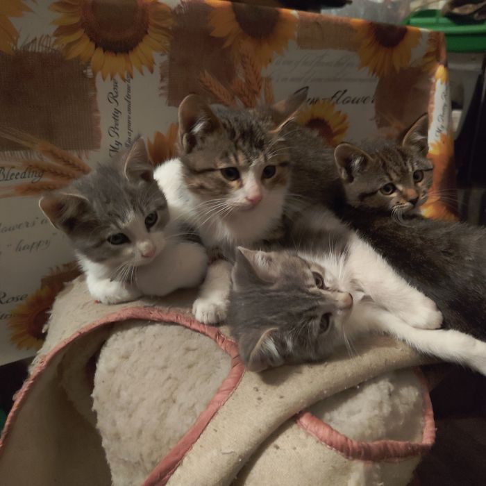 Отдам в добрые руки