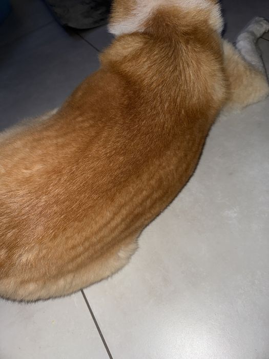 Podszerstek/ siersc psa na kuny. Akita!