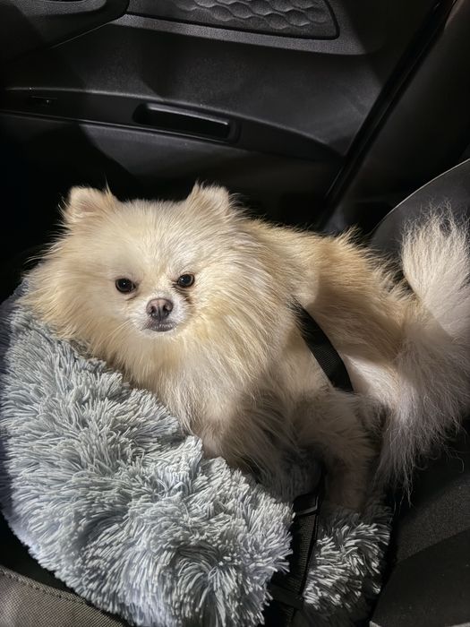 Купить собаку недорого!