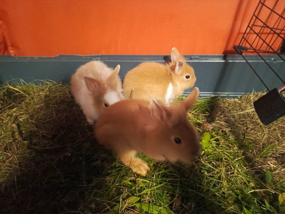 Królik miniaturka - króliki miniaturki