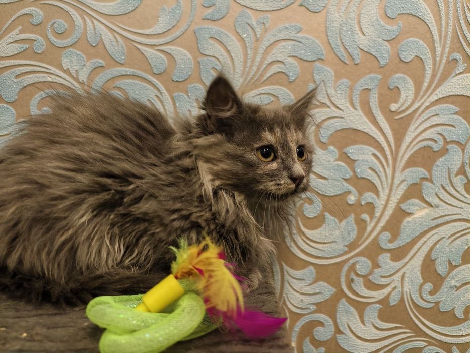 Кішечка 5 місяців чекає на свою домівку