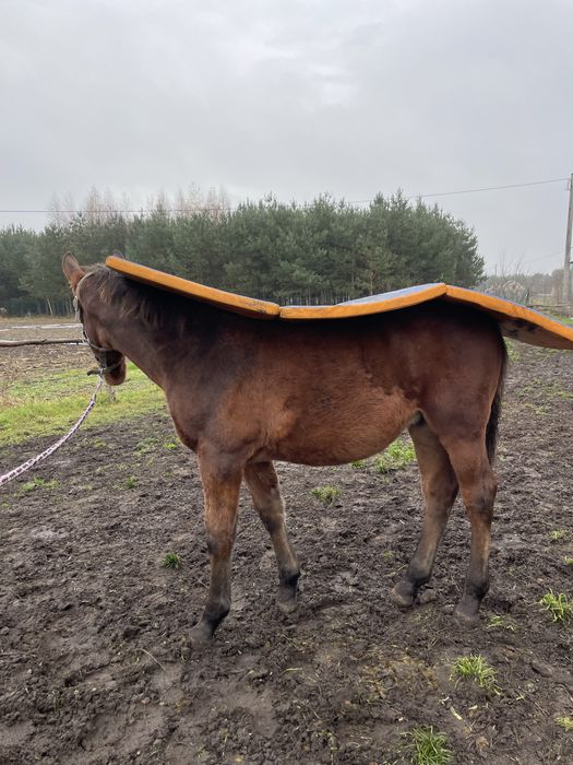 Ogierek Śląski 6 miesięcy niezwykły spokój