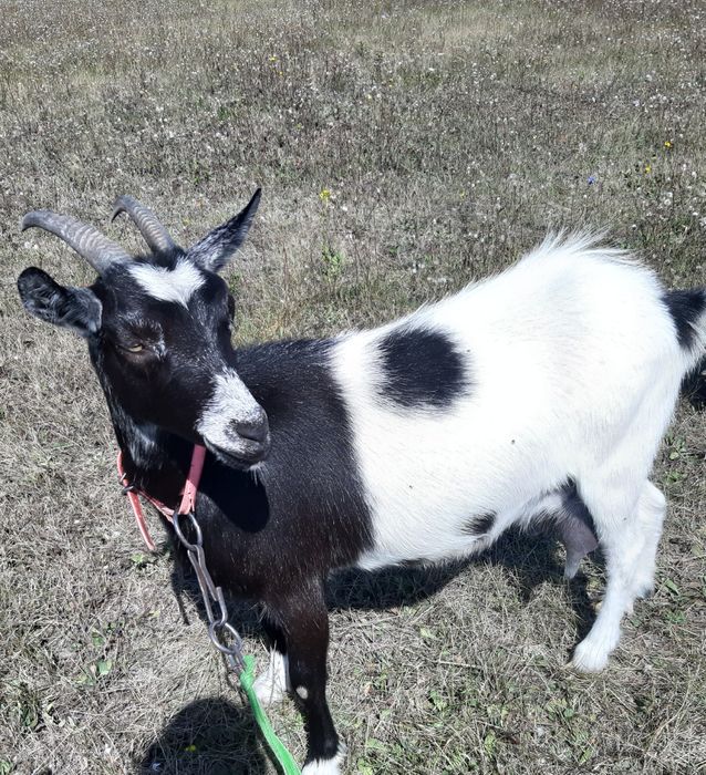 Коза дійна первітка