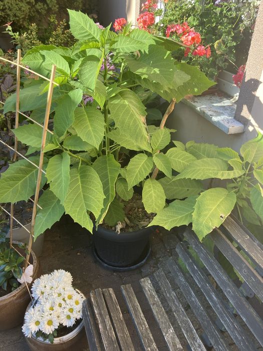 Datura zolta duza sadzonka