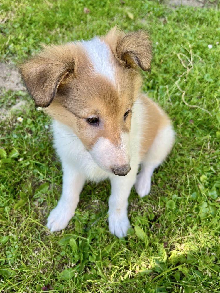 Owczarek szkocki collie owczarki pies piesek