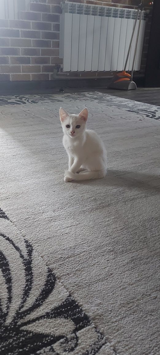 Кошенята 3 місяці