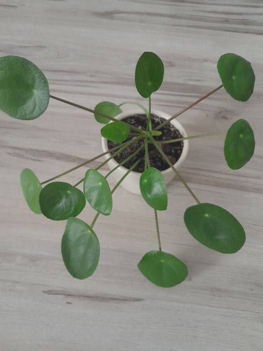 Pilea pieniążek  sadzonka