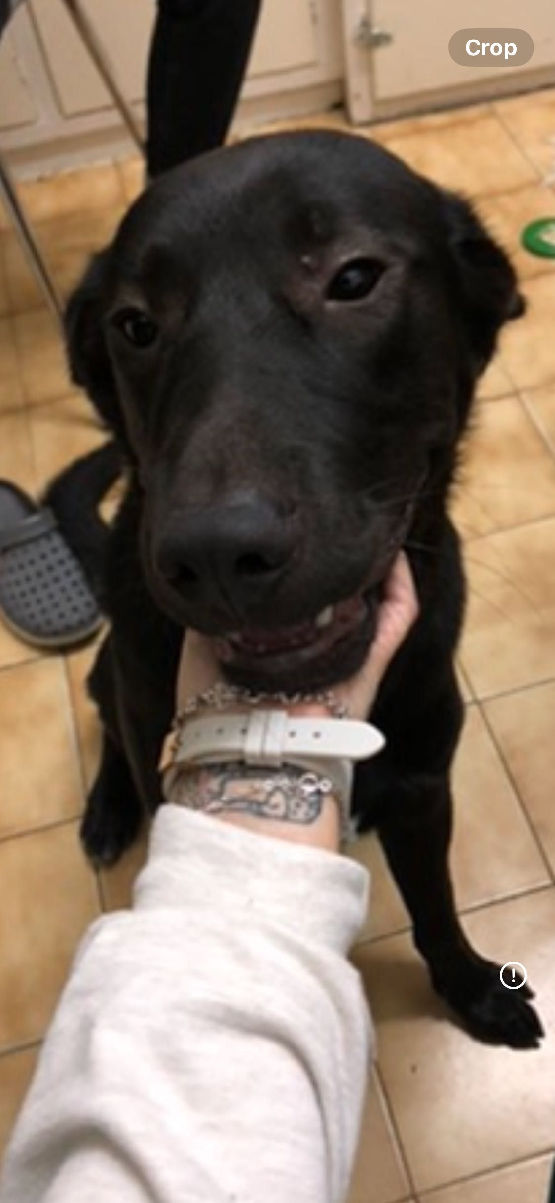 Adoção responsável! Hiro precisa de uma casinha!