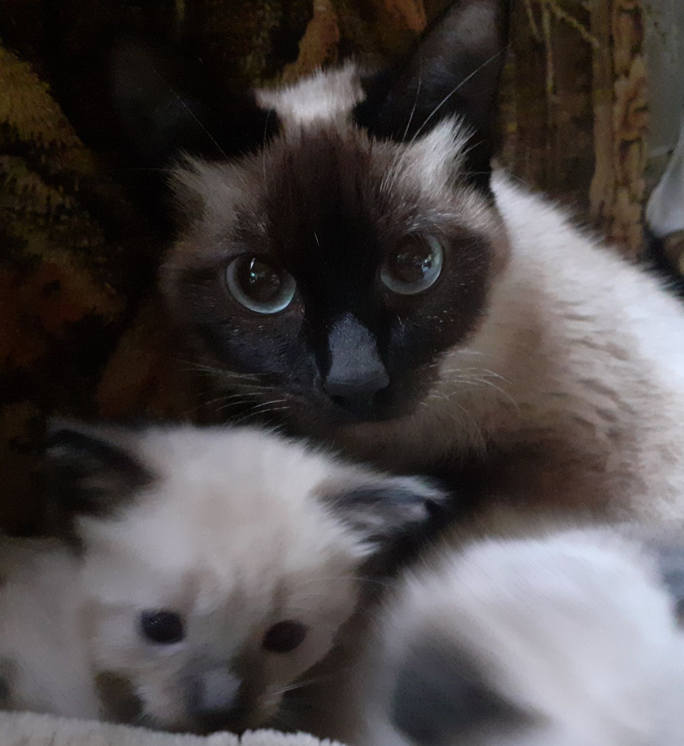 Продам сиамского котёнка