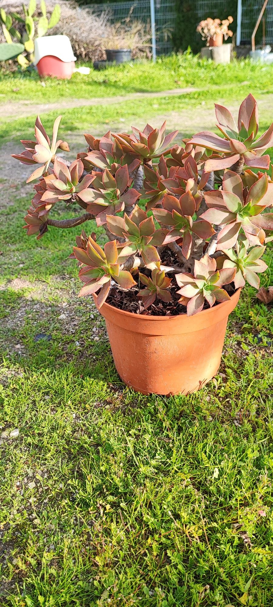 Planta suculenta