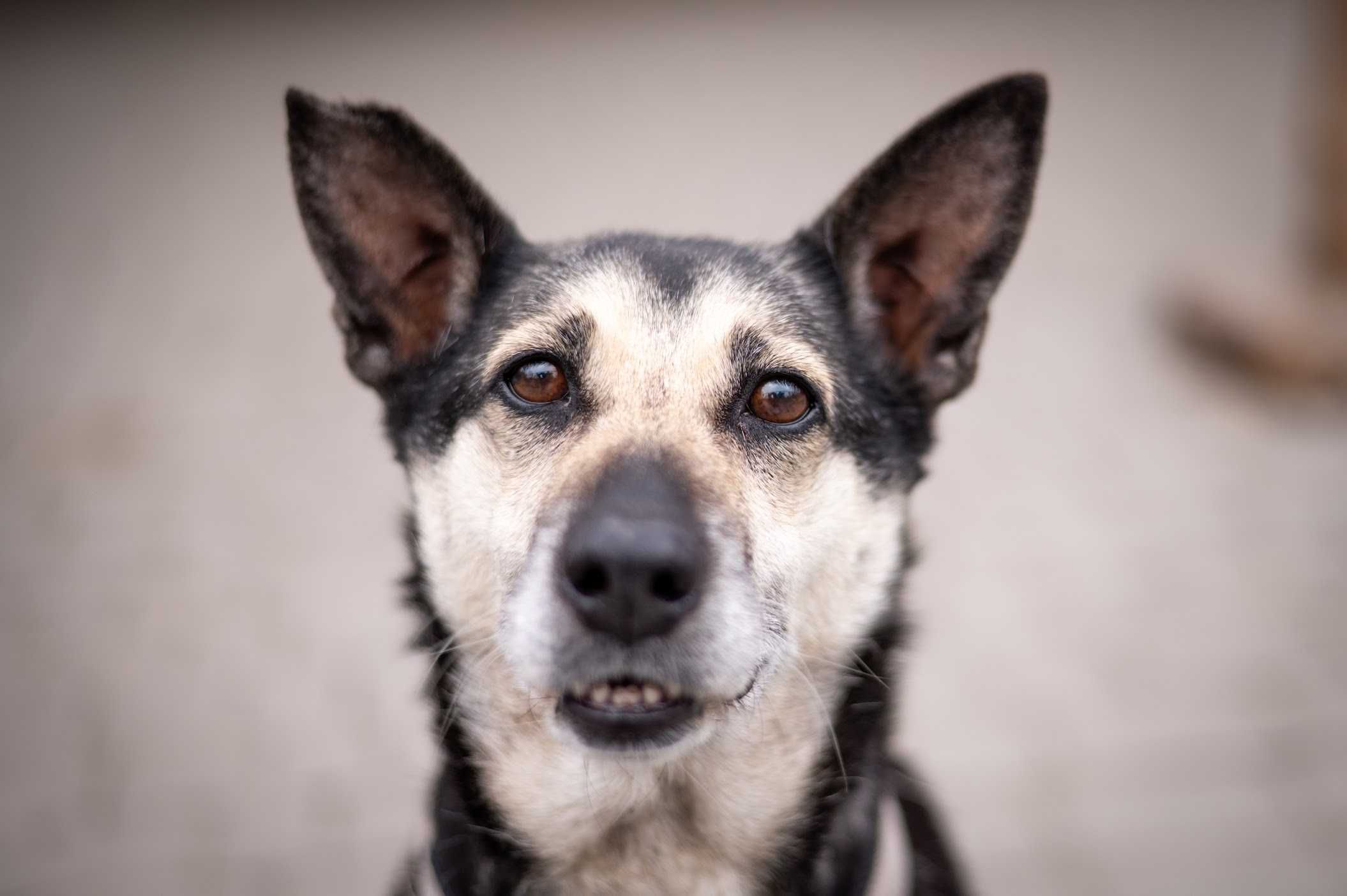 Luna - zrównoważona sunia do adopcji, mix owczarka