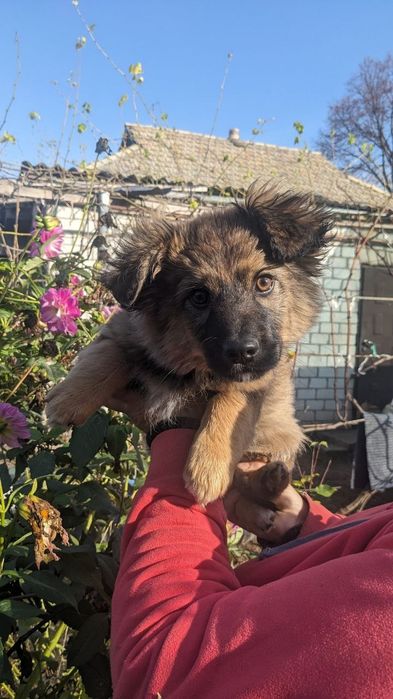 Цуцики  в гарні руки