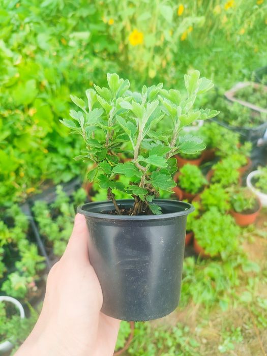 Мультифлора хризантема кущики