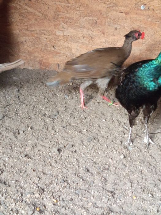 Zamienię samice bażanta