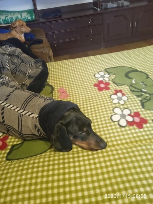 Отдам в хорошие руки