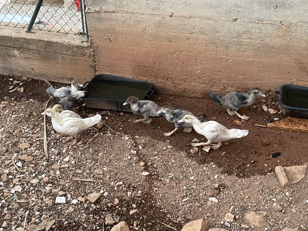 Vendo patos mudos pequenos