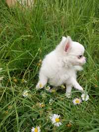 Chihuahua chłopczyk biały FCI