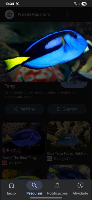 Peixe de água salgada