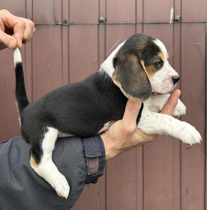 Цуценята породи Бігль