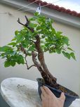 Pré Bonsai de Amoreira