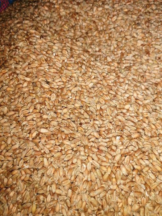 Pszenica tegoroczna dobrze bilansuje