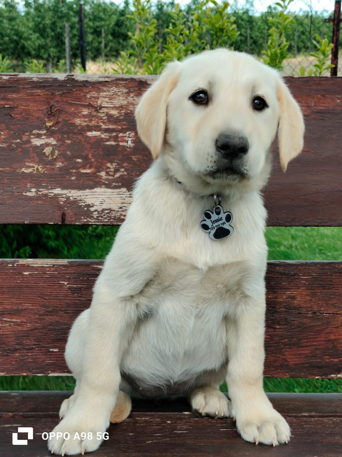 Labrador Retriever