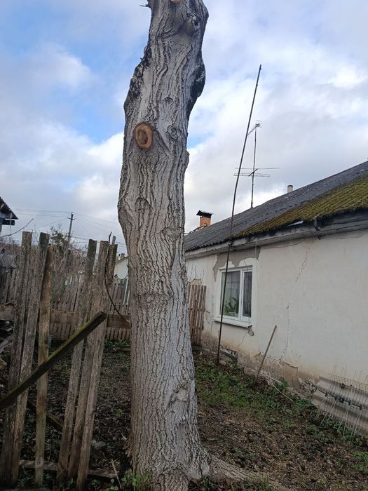 Продам стовбур горіха