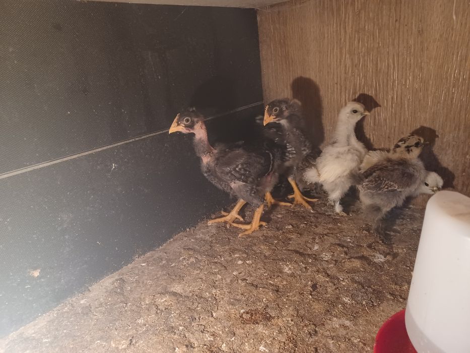 Aves capoeira pintos