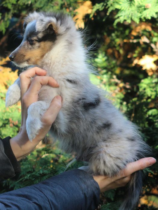 Owczarek szetlandzki sheltie słodki piesek blue merle
