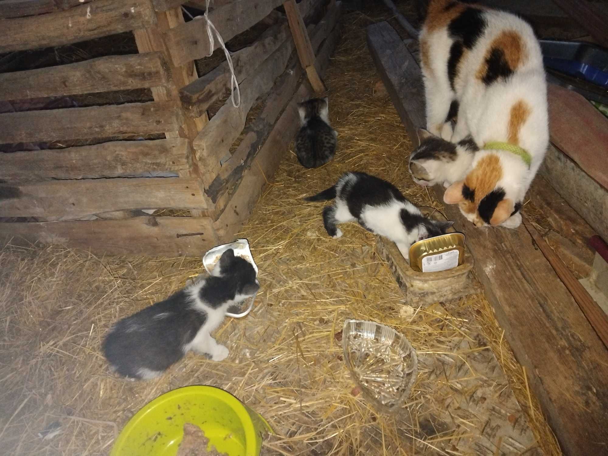 Oddam 3 kotki w dobre ręce