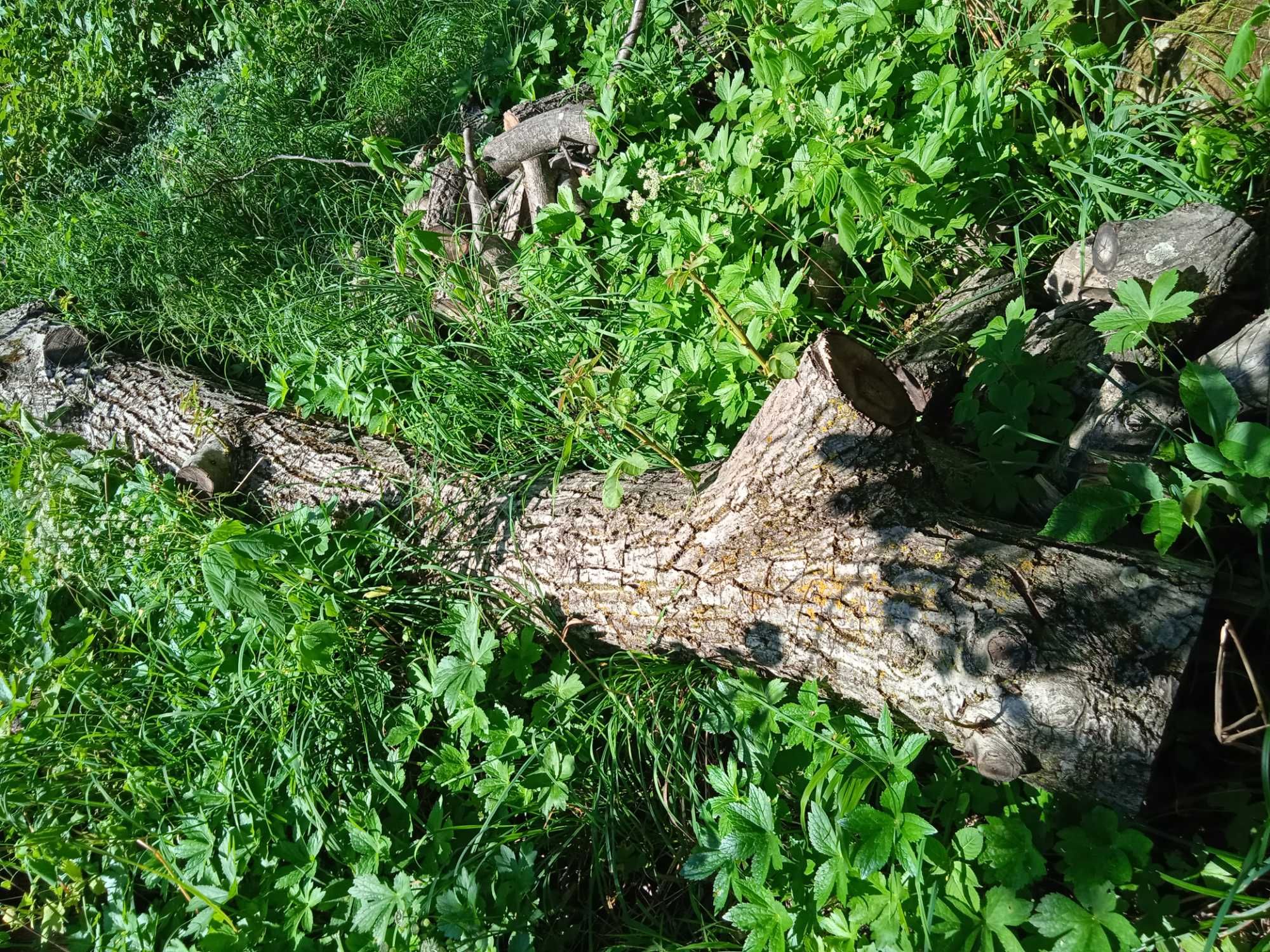 Горіх спиляний, деревина