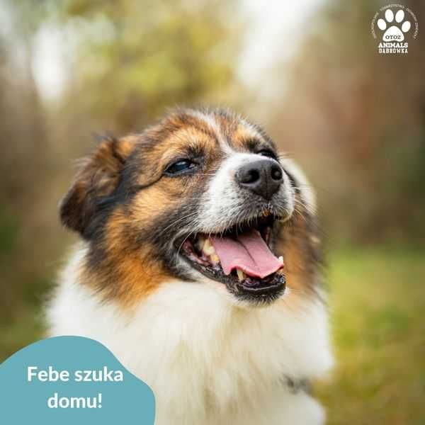 Febe szuka domu!
