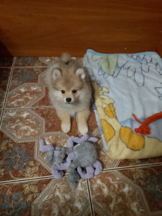 Szpic maly piesek 3 miesiące.