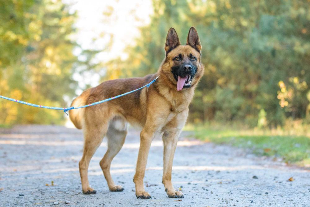 PAKER - wymagający kawaler w typie ON pomieszany z Malinois