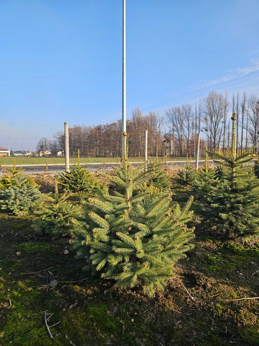 Choinka Bożonarodzeniowa Jodła Świerk Pospolity Srebrny Serbski WLKP