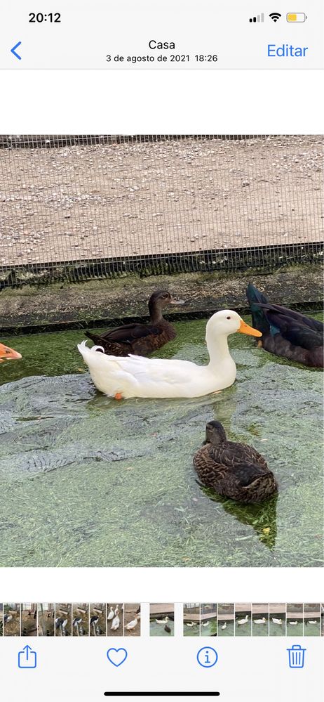 Patos de Pequim adultos prontos a reproduzir.