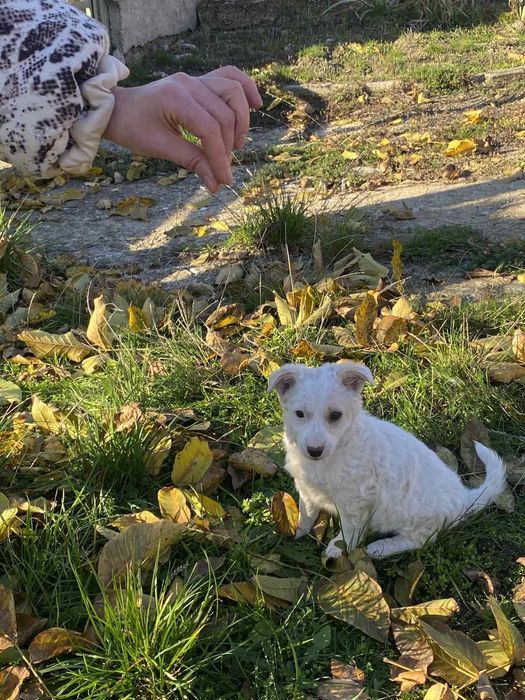 Отдам даром девочку