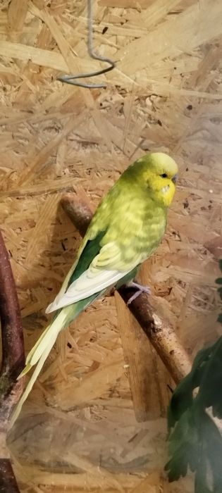 Witam sprzedam papugi faliste w różnych kolorach